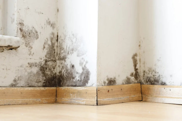 <h1>Damp Proofing </h1>
